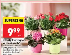 Biedronka Kwiaty kwitnące w torebkach oferta
