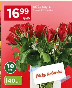 Stokrotka RÓŻE CIĘTE oferta