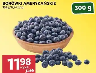 Stokrotka BORÓWKI AMERYKAŃSKIE oferta