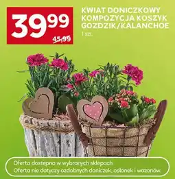 Stokrotka Kwiat doniczkowy Kompozycja koszyk Goździk/Kalanchoe oferta