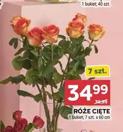 Stokrotka RÓŻE CIĘTE 1 bukiet 7 szt. x 60 cm oferta
