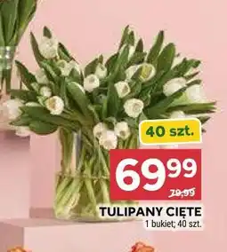 Stokrotka TULIPANY CIĘTE 1 bukiet 40 szt oferta