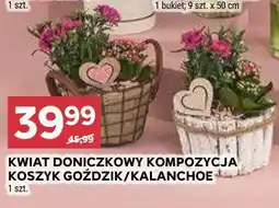 Stokrotka KWIAT DONICZKOWY KOMPOZYCJA KOSZYK GOŹDZIK/KALANCHOE 1 szt oferta