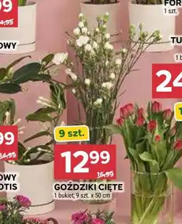 Stokrotka GOŹDZIKI CIĘTE 1 bukiet 9 szt. x 50 cm oferta