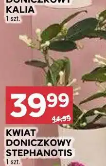 Stokrotka KWIAT DONICZKOWY STEPHANOTIS 1 szt oferta