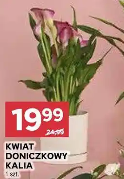 Stokrotka KWIAT DONICZKOWY KALIA 1 szt oferta