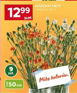 Stokrotka GOŹDZIKI CIĘTE oferta