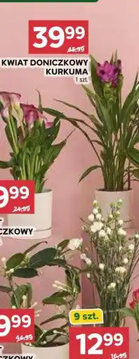 Stokrotka KWIAT DONICZKOWY KURKUMA 1 szt oferta