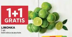 Stokrotka LIMONKA oferta