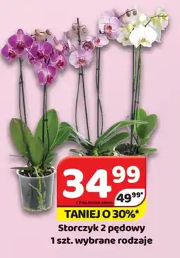 Delfin Storczyk 2 pędowy oferta