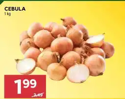 Stokrotka Market Cebula oferta