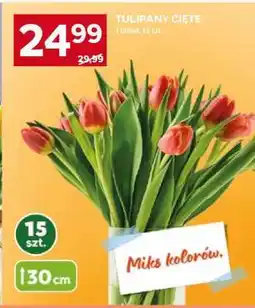 Stokrotka Market Tulipany cięte oferta