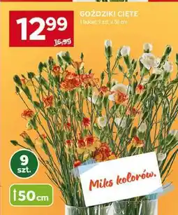 Stokrotka Market Goździki cięte oferta