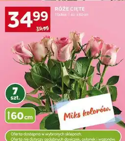 Stokrotka Market Róże cięte oferta