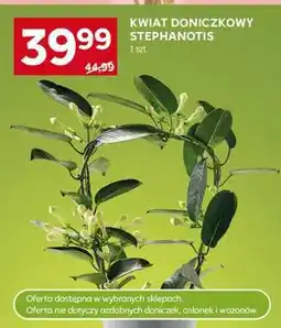 Stokrotka Market Kwiat doniczkowy Stephanotis oferta