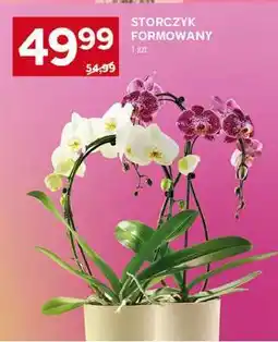 Stokrotka Market Storczyk formowany oferta