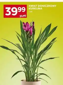 Stokrotka Market Kwiat doniczkowy kurkuma oferta