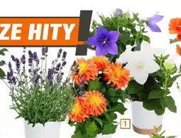 OBI Rośliny kwitnące Lawenda oferta