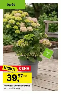 Leroy Merlin Hortensja wielkokwiatowa poj. 23cm oferta