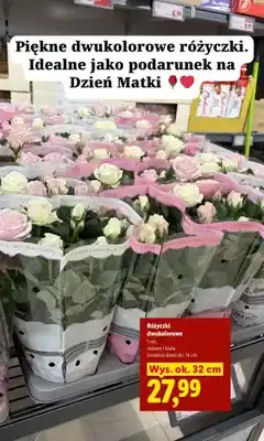 Lidl Różyczki dwukolorowe różowe i białe średnica doniczki 14cm wys. ok. 32cm oferta