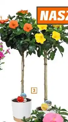 OBI Hibiskus róża chińska w formie drzewka wys. ok. 110cm oferta