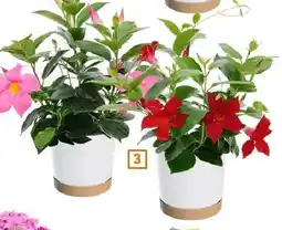OBI Rośliny kwitnące Dipladenia oferta