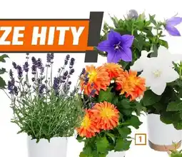 OBI Rośliny kwitnące Dalia maxi oferta