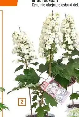 OBI Hortensja wys. ok. 80cm 2 kwiaty oferta