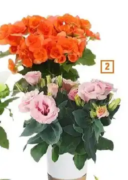 OBI Rośliny kwitnące Begonia oferta