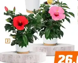 OBI Hibiskus róża chińska krzew wys. ok. 50cm oferta