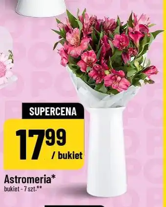 Polomarket Astromeria oferta