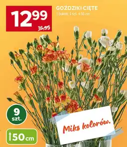 Stokrotka Market Goździki oferta