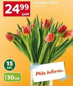 Stokrotka Bukiet tulipanów Tulipany oferta