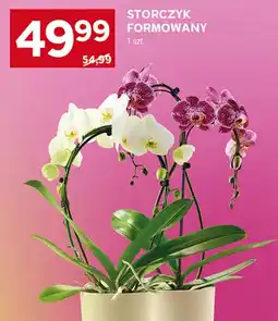 Stokrotka Storczyk oferta