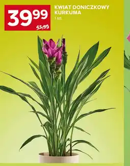 Stokrotka Roślina doniczkowa oferta