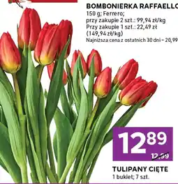 Stokrotka Express Tulipany cięte oferta