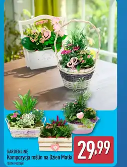 ALDI Kompozycja roślinna Gardenline oferta