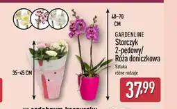 ALDI Storczyk Gardenline oferta