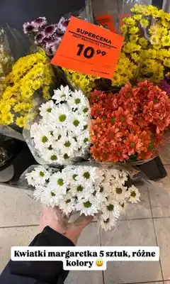 Biedronka Kwiat margaretka 5 sztuk oferta