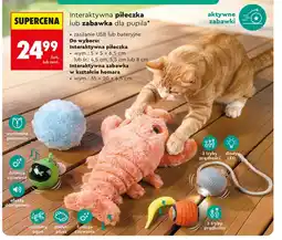 Biedronka Zabawka dla zwierząt oferta