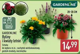 ALDI Kocimiętka GARDENLINE oferta