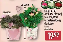 ALDI Róża w materiałowej doniczce GARDENLINE oferta