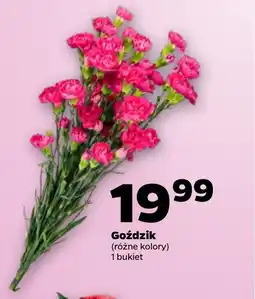 Netto Goździk oferta