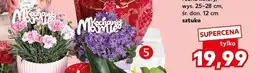 Kaufland Goździk z pikiem w osłonce wys. 25-28cm śr. don. 12cm oferta