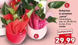 Kaufland Anturium w ceramice serce wys. ok. 28-32cm śr. don. 9cm oferta
