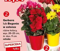 Kaufland Gerbera lub Begonia w osłonce oferta