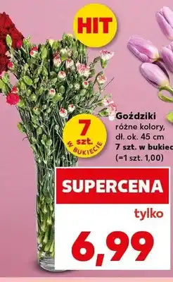 Kaufland Goździki dł. ok. 45cm 7szt. w bukiecie oferta