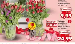 Kaufland Tulipany dł. ok 35cm 15szt. w bukiecie oferta