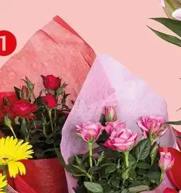 Kaufland Róża w osłonce z serwetką wys. 28-32cm śr. don. 12cm oferta