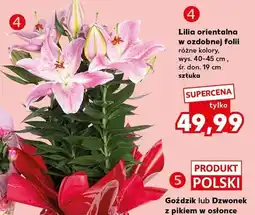 Kaufland Lilia orientalna w ozdobnej folii wys. 40-45cm śr. don. 19cm oferta